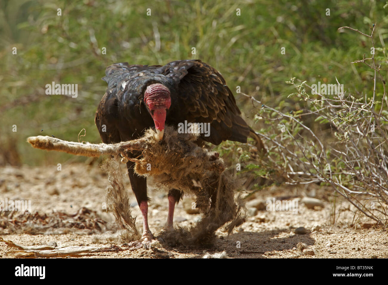 Urubu à tête rouge (Cathartes aura) désert de Sonora - Arizona - Se nourrir de la carcasse jackrabbit Banque D'Images