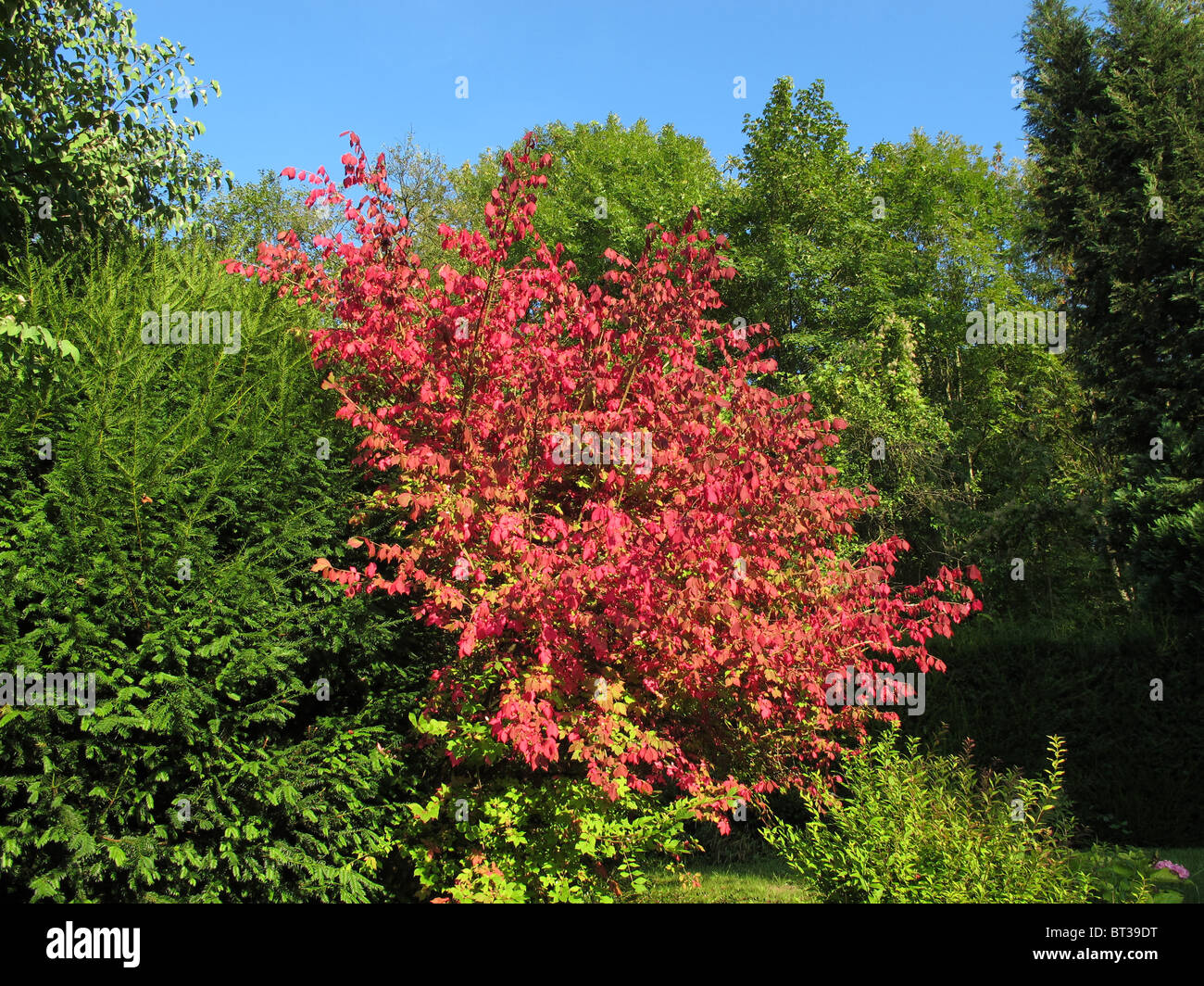 Gravure ailé Euonymus alatus (bush) à l'automne dans un jardin Banque D'Images