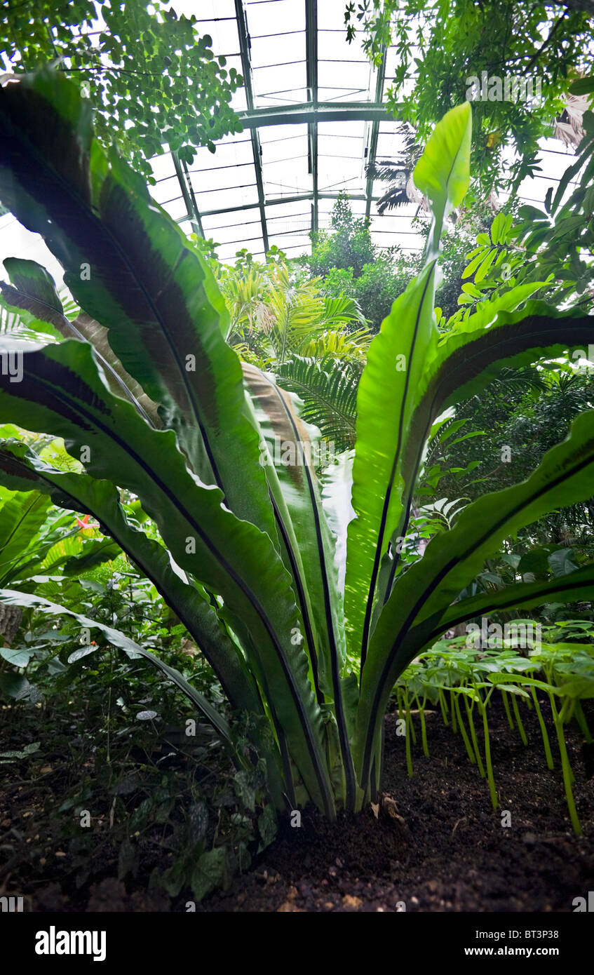 Fougère nid d'oiseau dans les serres tropicales du Musée d'histoire naturelle de Paris. Asplenium nidus (Jardin des plantes, à Paris). Banque D'Images