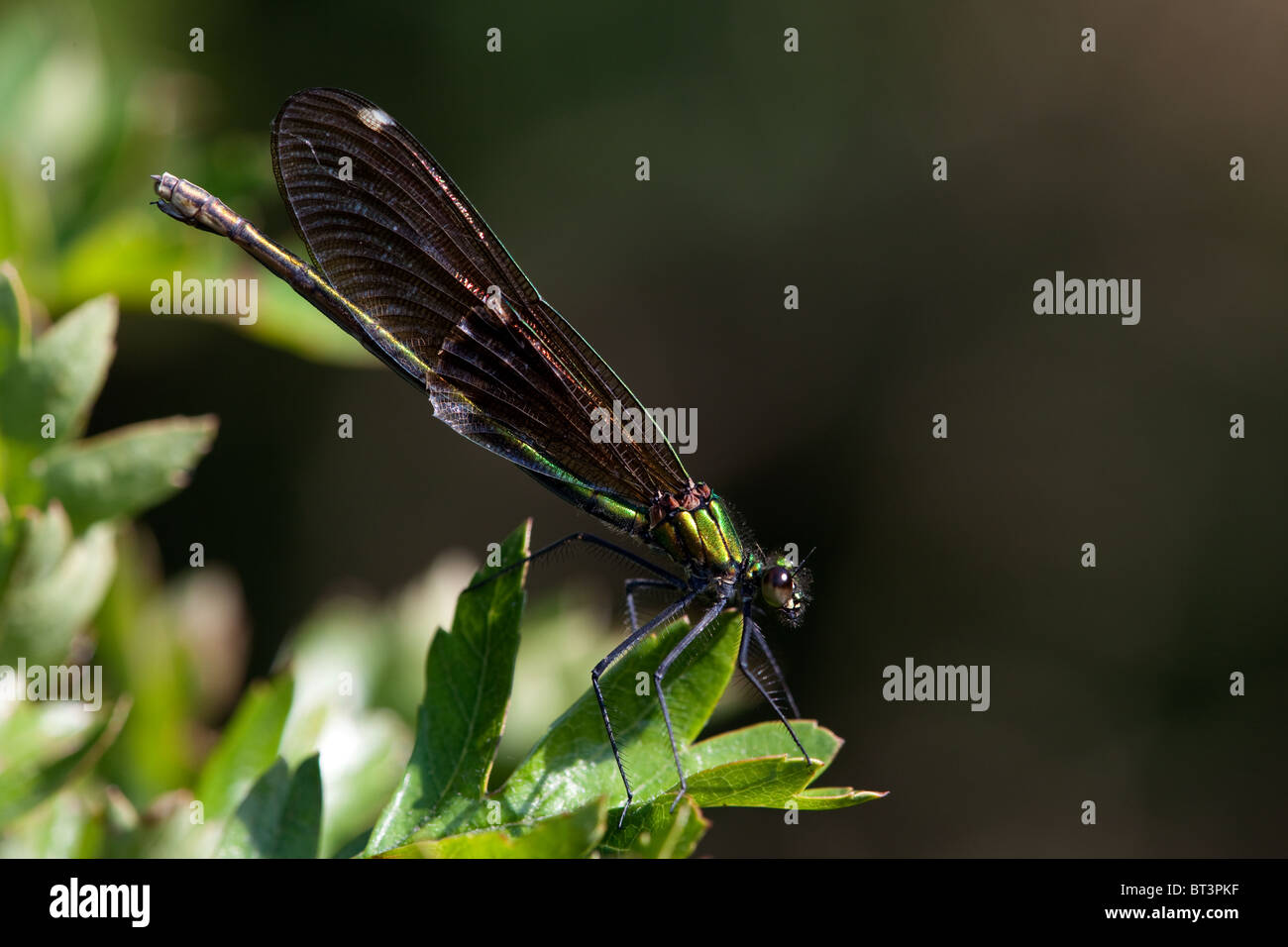 Belle Demoiselle Calopteryx virgo femelle Banque D'Images