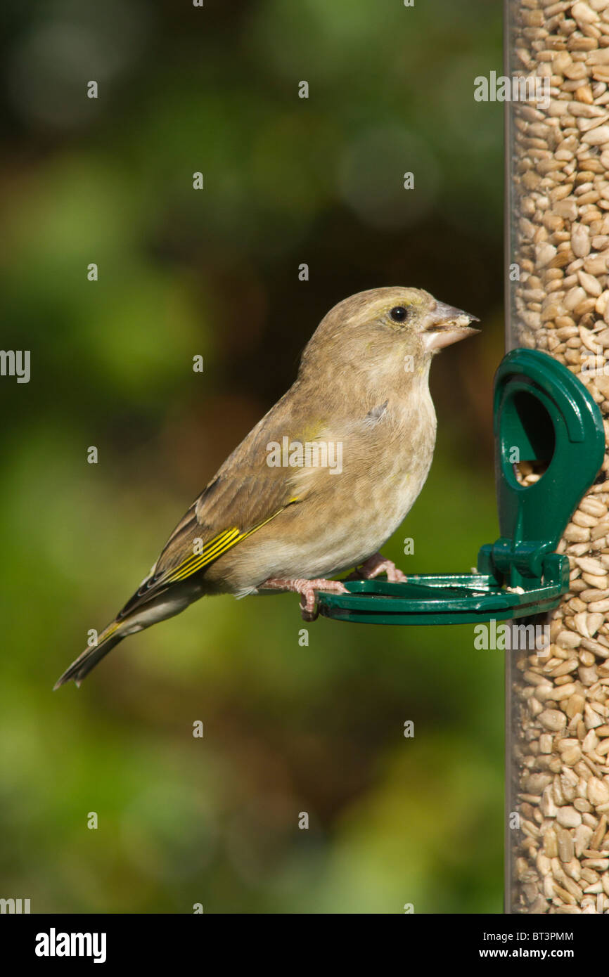 Un Verdier sur un jardin arrière mangeoire pour oiseaux. Banque D'Images