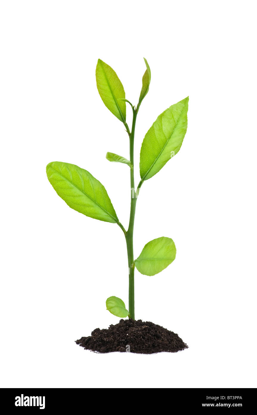 Petit arbre isolé sur blanc Banque D'Images