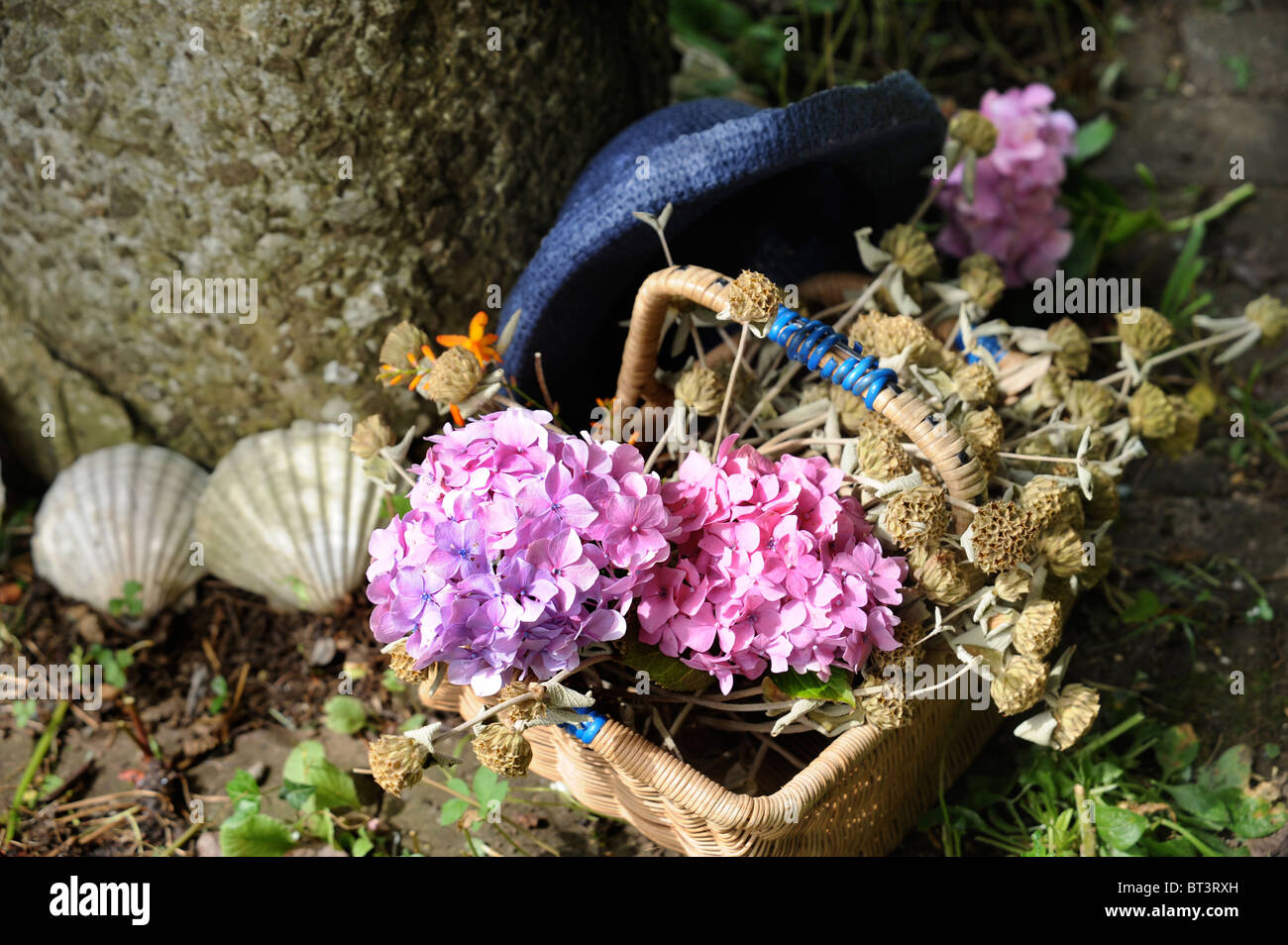 Hortensia fleurs fraîchement cueillies dans un panier en osier Oxfordshire UK Banque D'Images