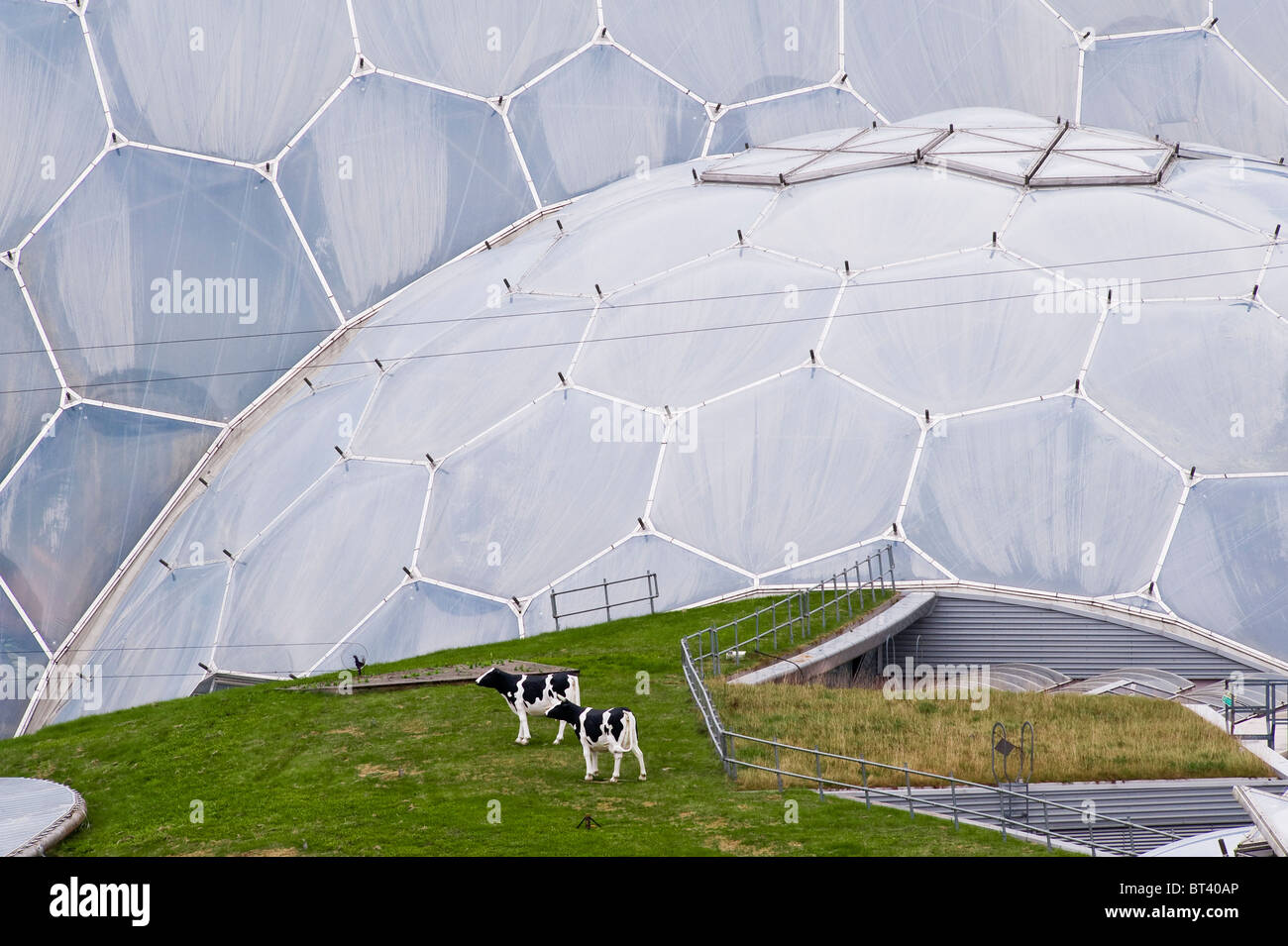 Les vaches modèles se broutent sur un toit en herbe sous les énormes biomes à l'Eden Project, Cornwall, Royaume-Uni Banque D'Images