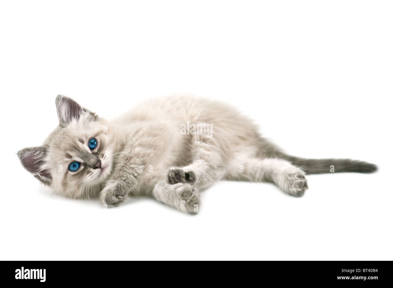 Chaton isolé sur fond blanc Banque D'Images