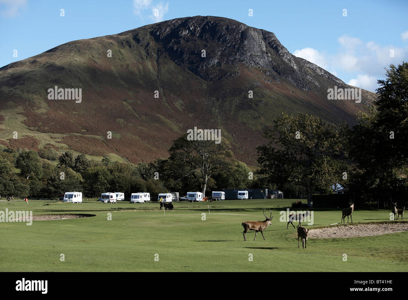 Troupeau de Red Deer (Cervus elaphus Lochranza sur le parcours de golf et de camping, Isle of Arran, Ecosse Banque D'Images