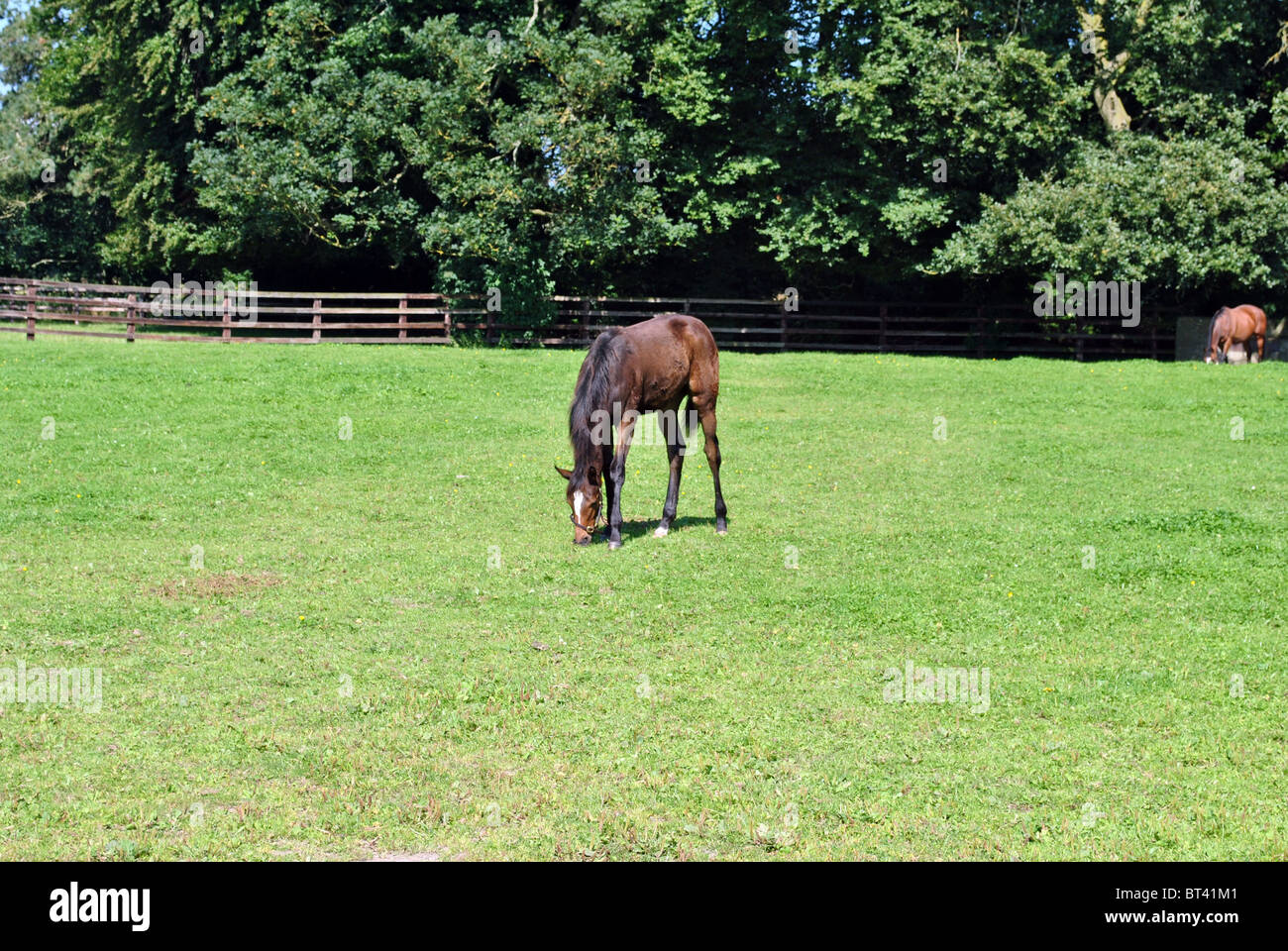 Jeune cheval de course dans le haras national France Banque D'Images