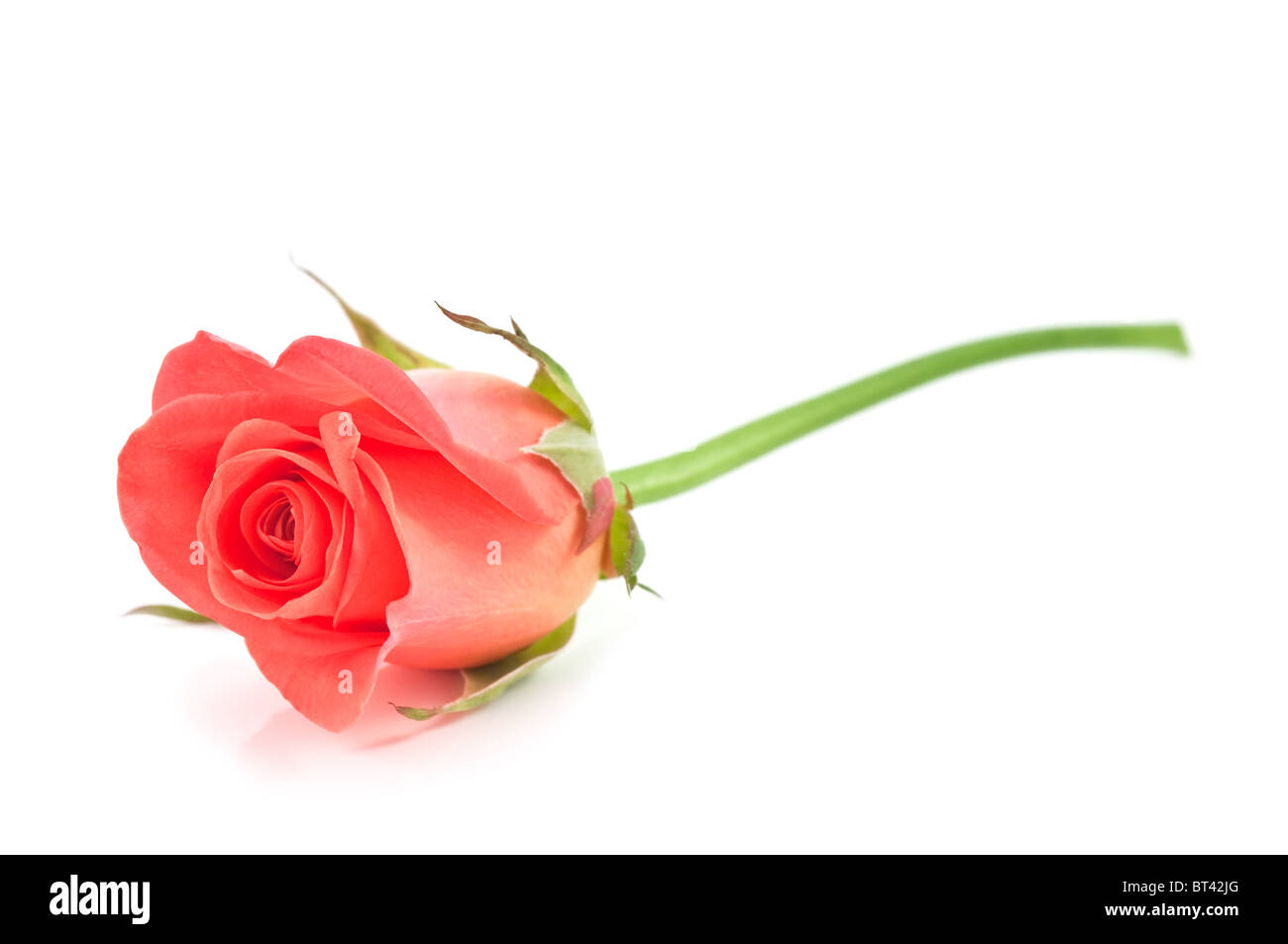 Rose rouge isolated on white Banque D'Images