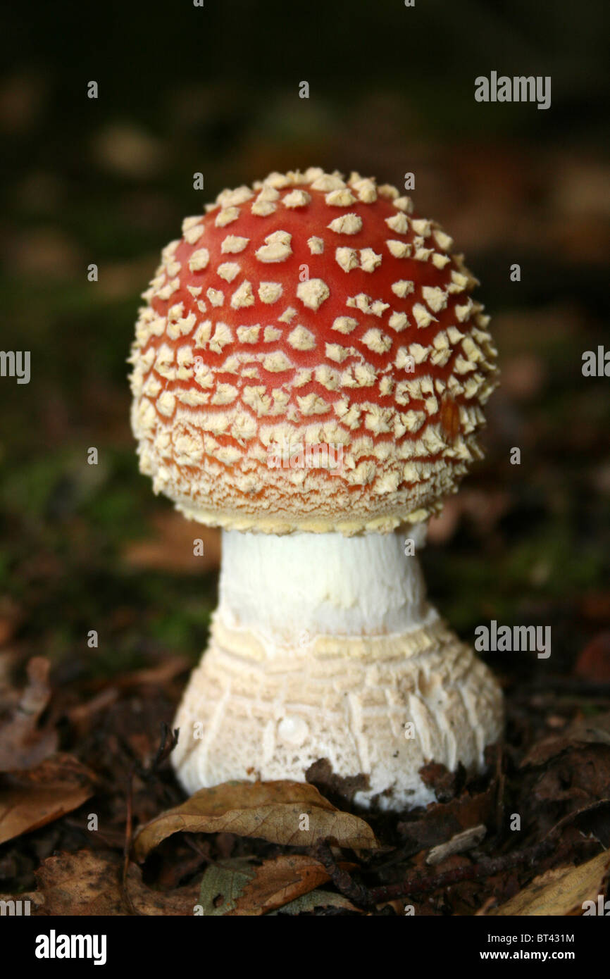 Agaric mouche Amanita muscaria prises sur Chambers Farm Bois, Lincolnshire, Royaume-Uni Banque D'Images