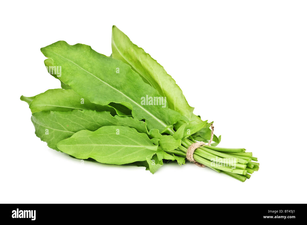 Sorrel bunch isolated on white Banque D'Images