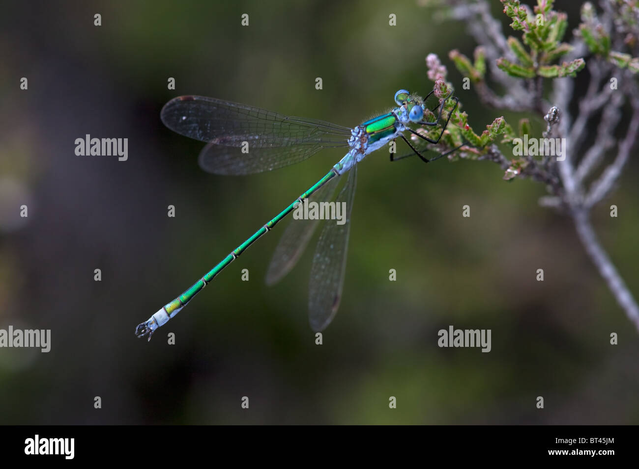 Demoiselle Lestes sponsa mâle Emerald, New Forest, en Angleterre Banque D'Images