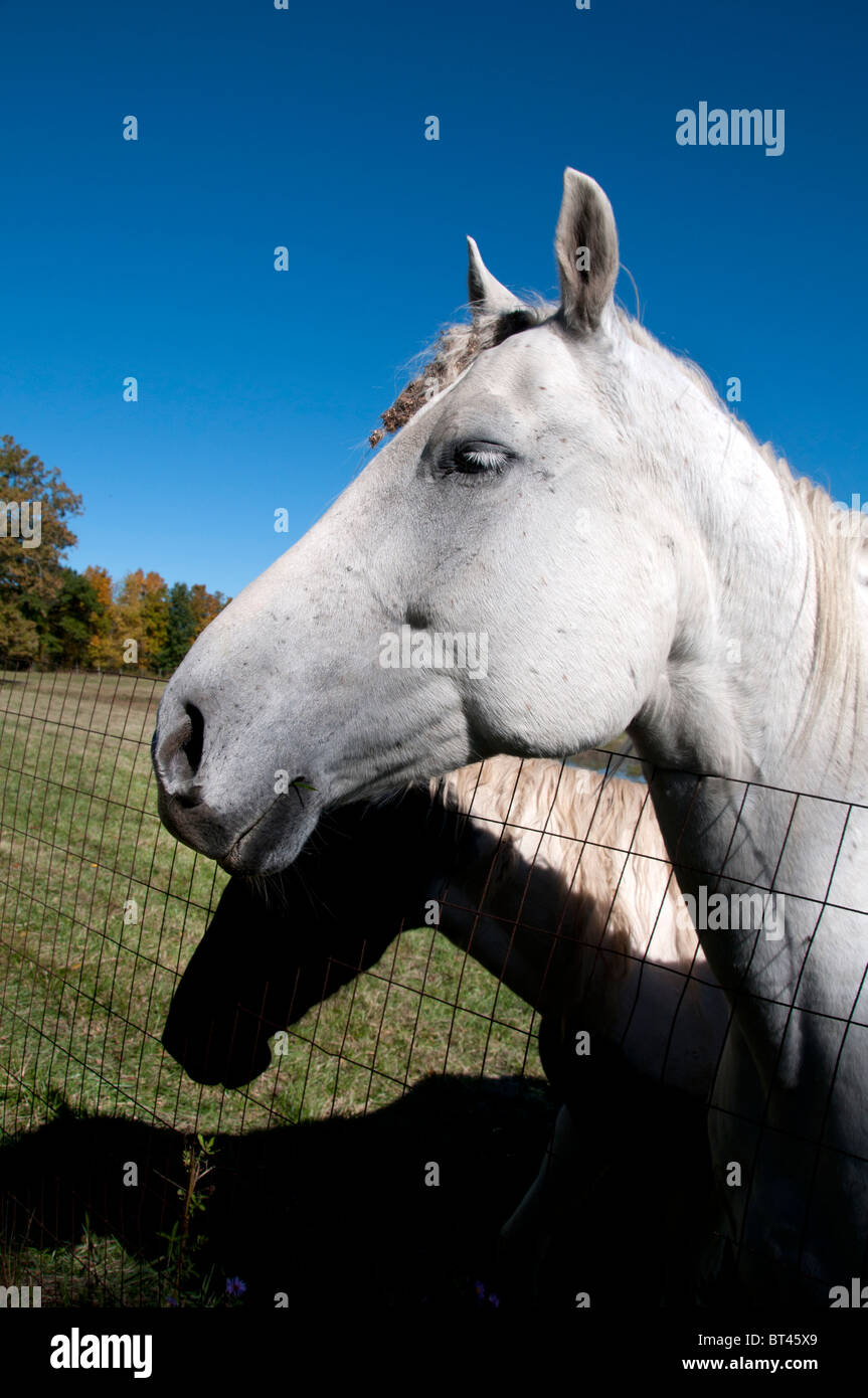 White Horse on farm. Banque D'Images
