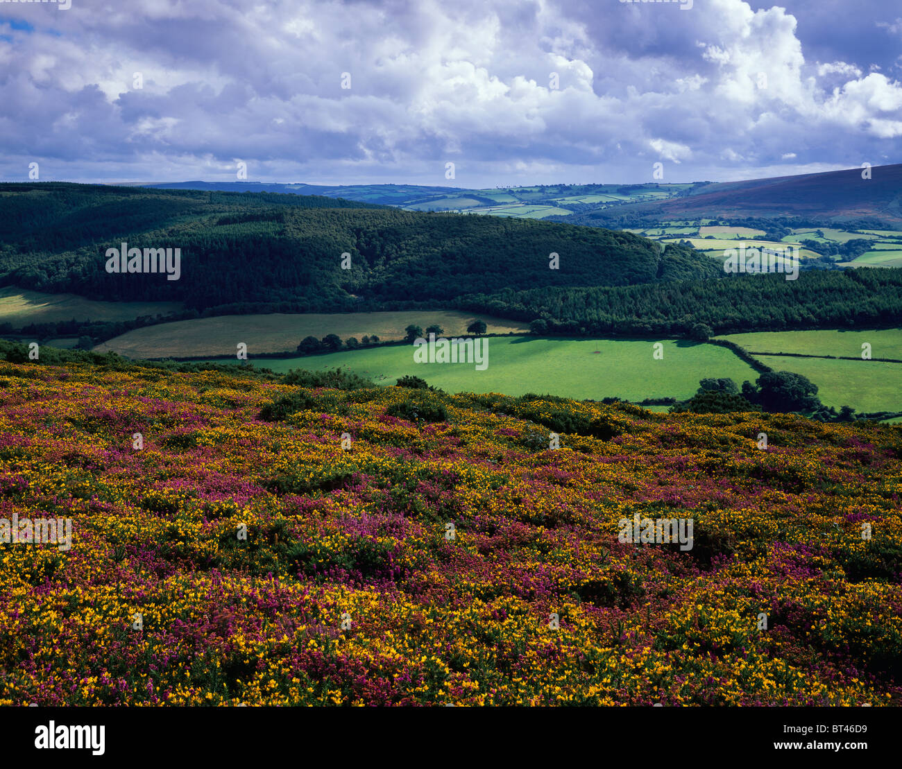 Parc national d'Exmoor, vue de North HJill, Selworthy, Somerset, Angleterre. Banque D'Images