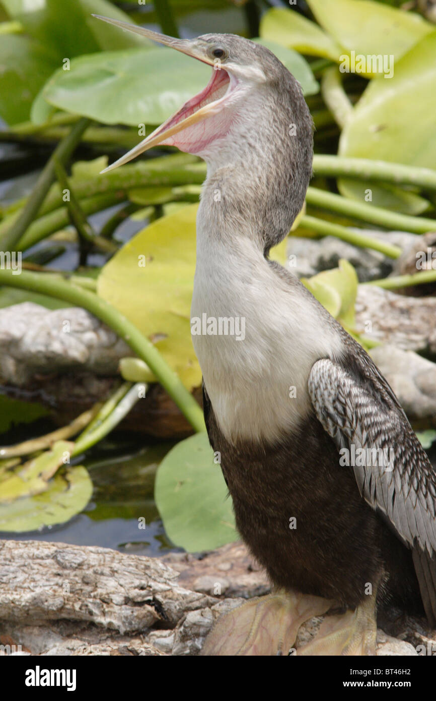 Anhinga prises dans le sud de la Floride Banque D'Images Anhinga prises dans le sud de la Floride Banque D'Images