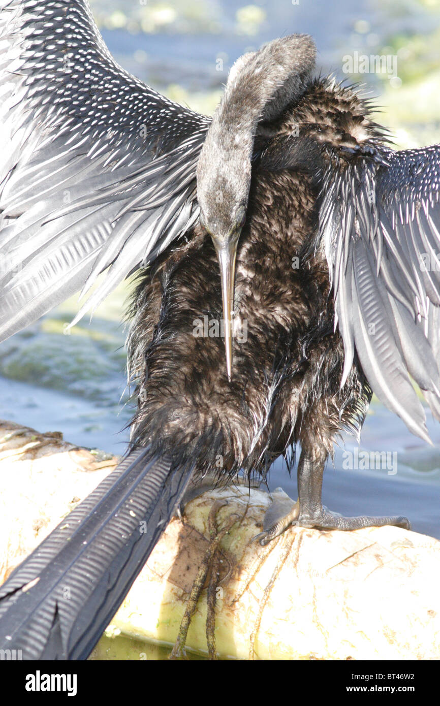 Anhinga prises dans le sud de la Floride Banque D'Images Anhinga prises dans le sud de la Floride Banque D'Images