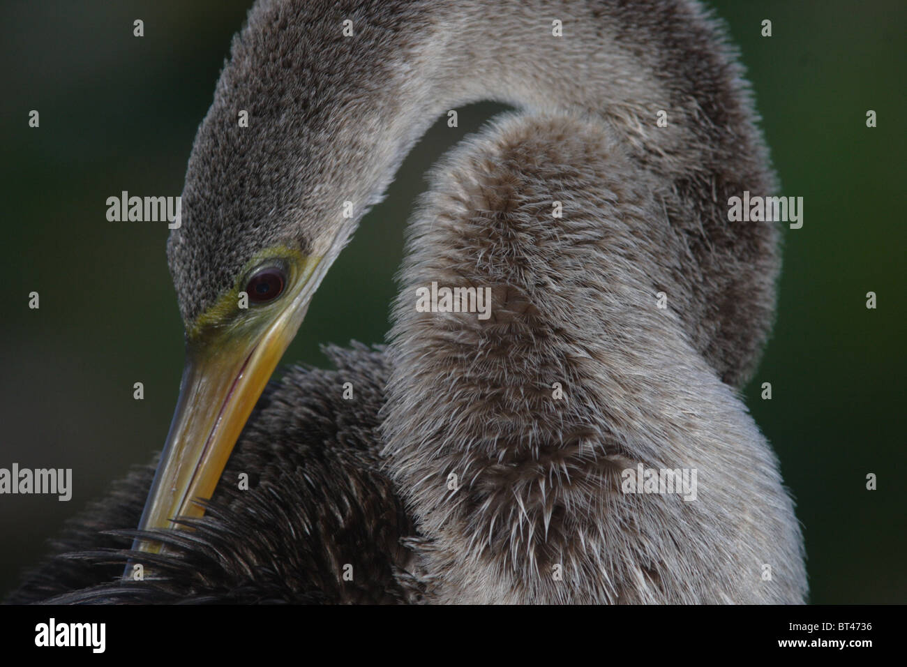 Anhinga prises dans le sud de la Floride Banque D'Images Anhinga prises dans le sud de la Floride Banque D'Images