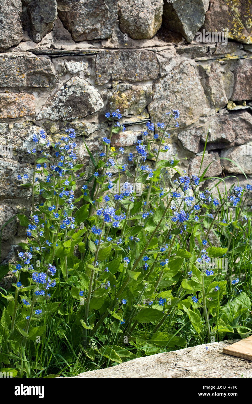 Orcanette vert par un sentier pédestre de plus en plus près de l'Angleterre Cumbria Ravenglass Banque D'Images