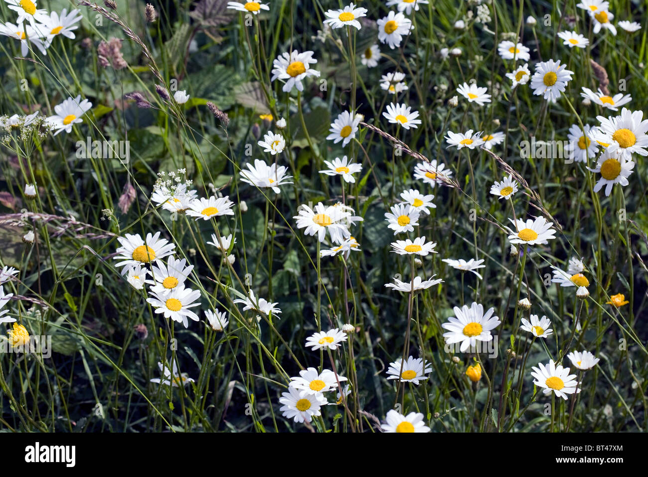 La grande marguerite Millers Dale Derbyshire, Angleterre Banque D'Images