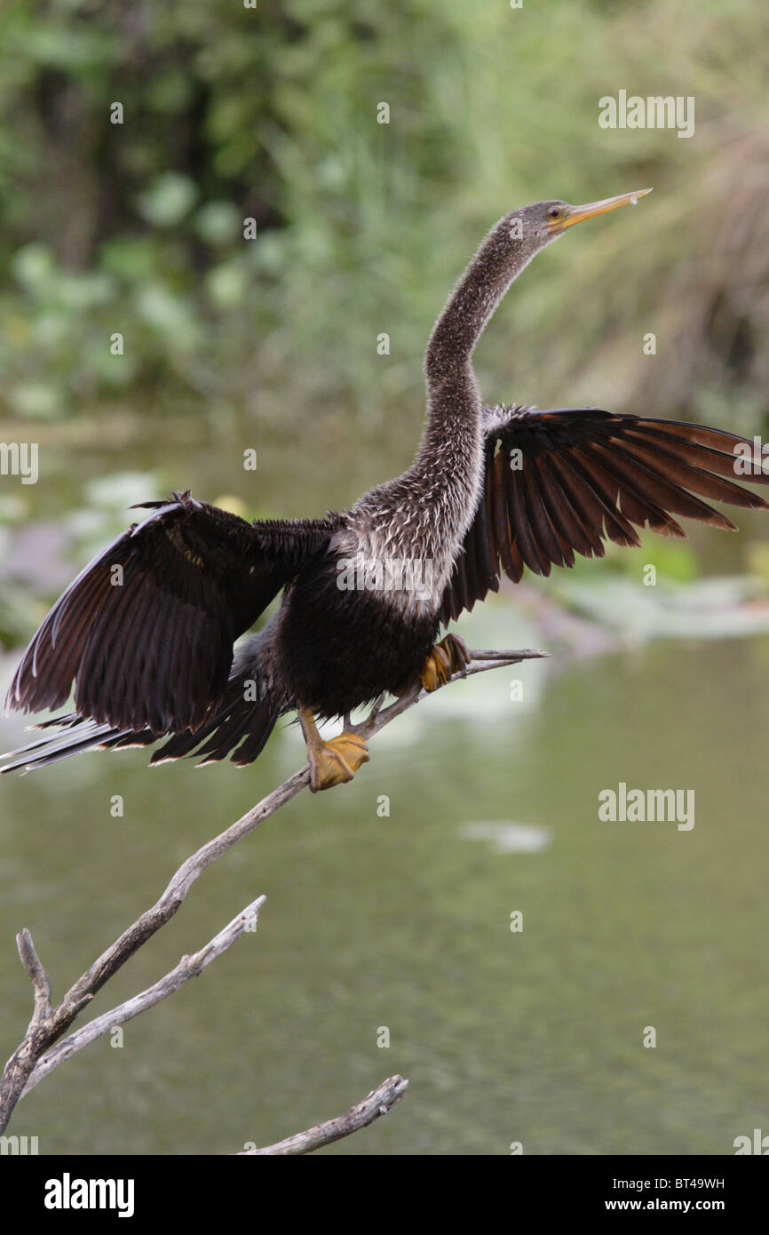 Anhinga prises dans le sud de la Floride Banque D'Images Anhinga prises dans le sud de la Floride Banque D'Images