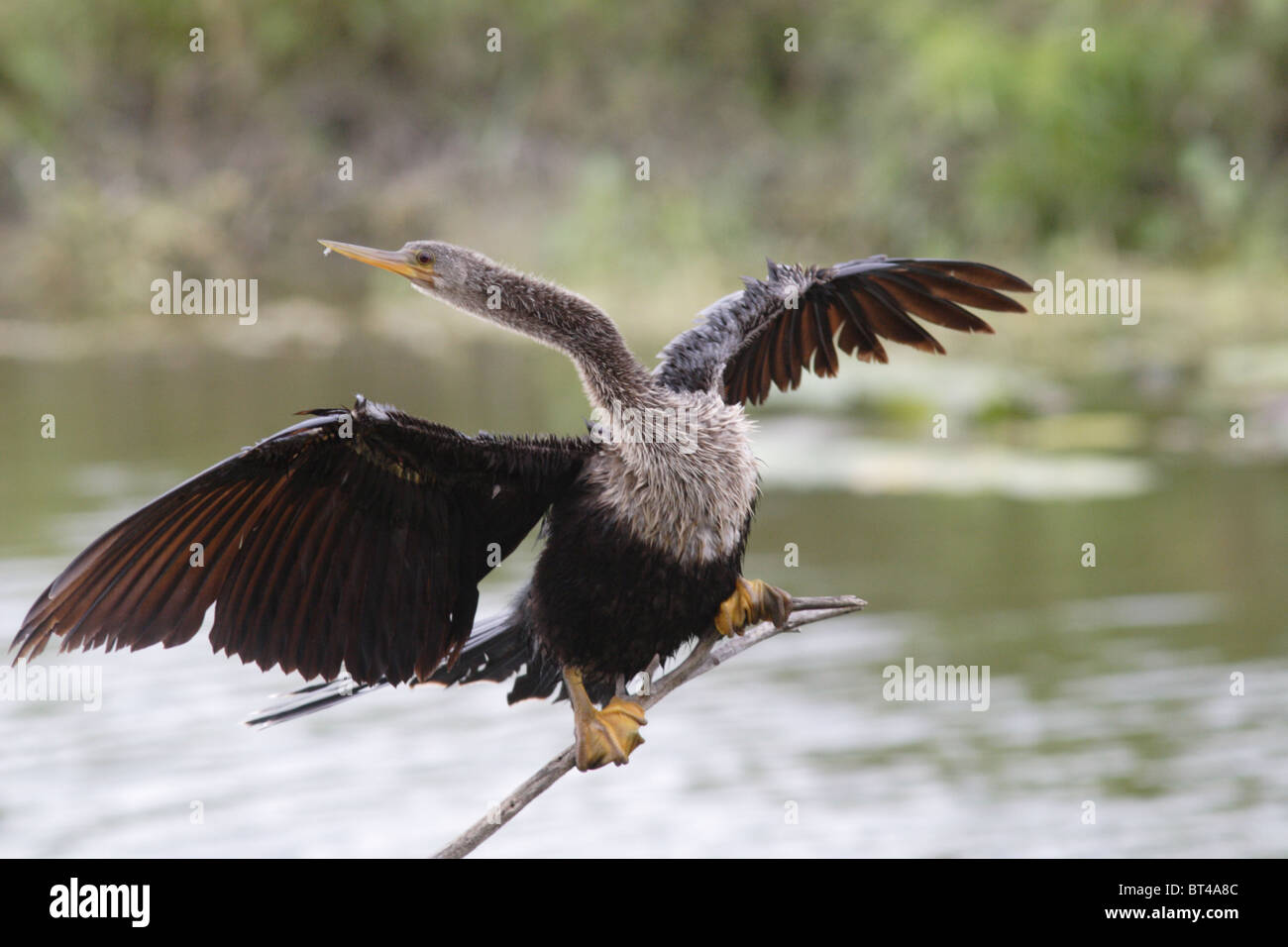 Anhinga prises dans le sud de la Floride Banque D'Images Anhinga prises dans le sud de la Floride Banque D'Images