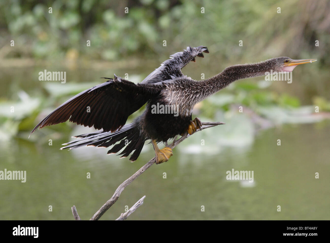 Anhinga prises dans le sud de la Floride Banque D'Images Anhinga prises dans le sud de la Floride Banque D'Images