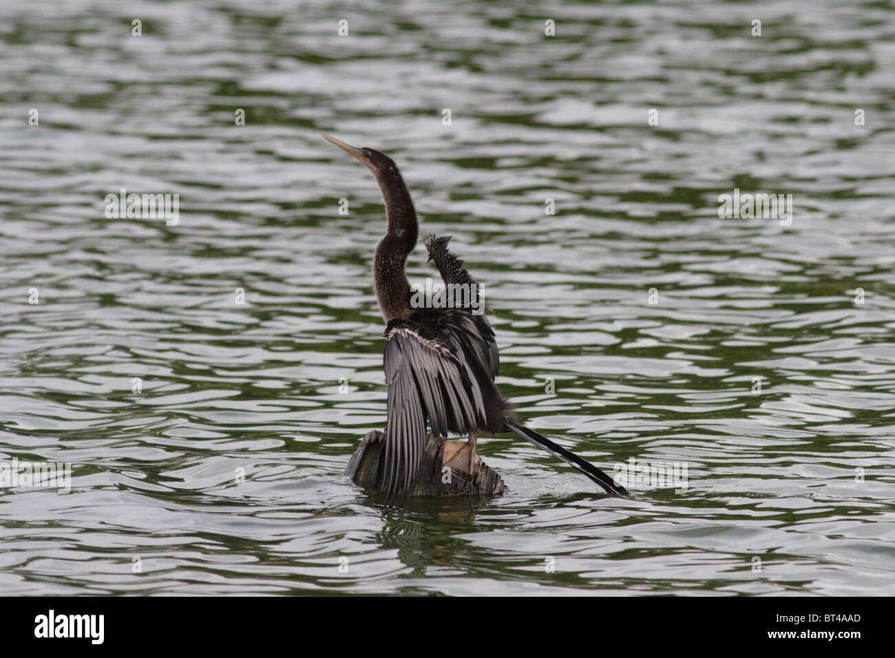 Anhinga prises dans le sud de la Floride Banque D'Images Anhinga prises dans le sud de la Floride Banque D'Images