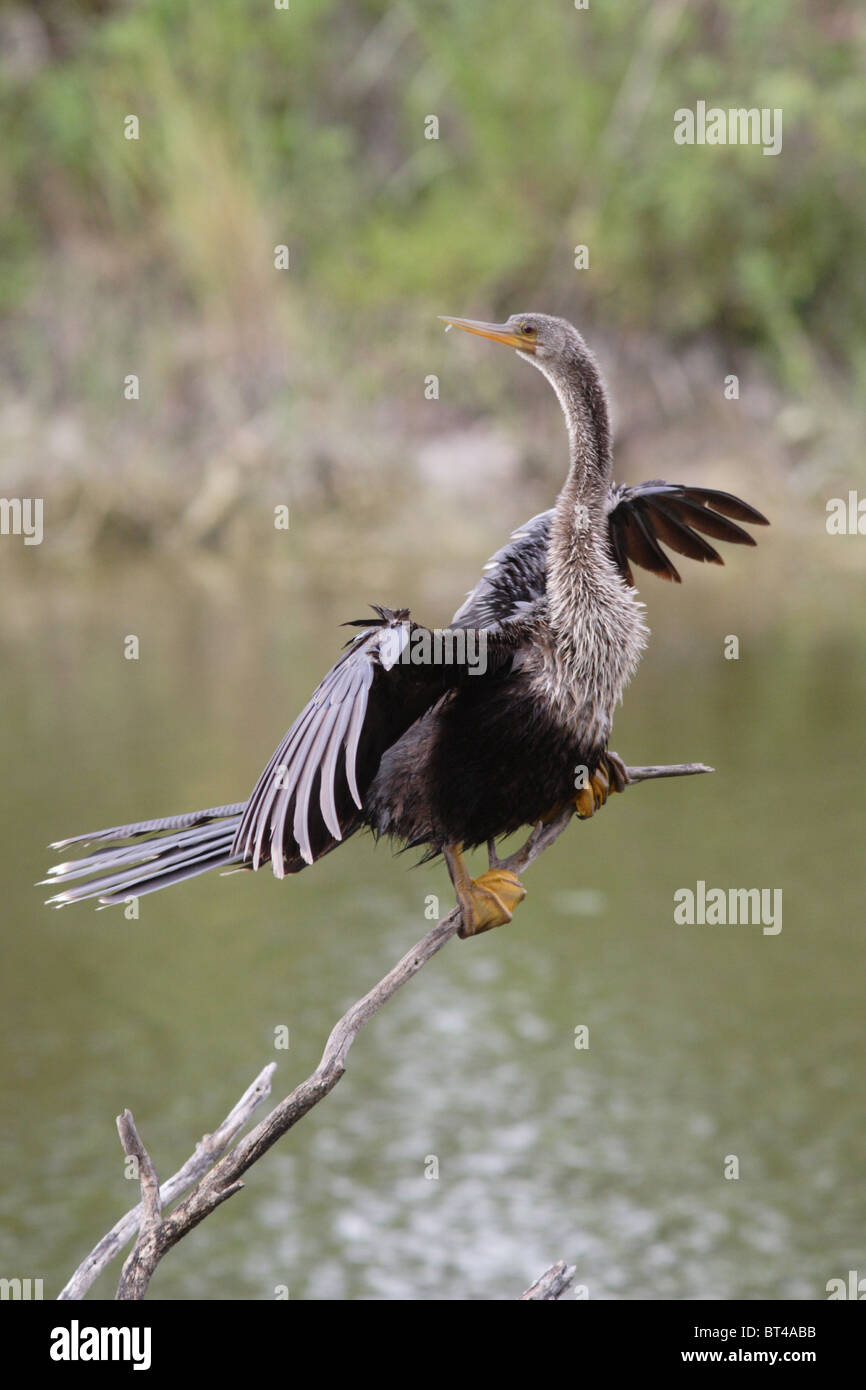 Anhinga prises dans le sud de la Floride Banque D'Images Anhinga prises dans le sud de la Floride Banque D'Images