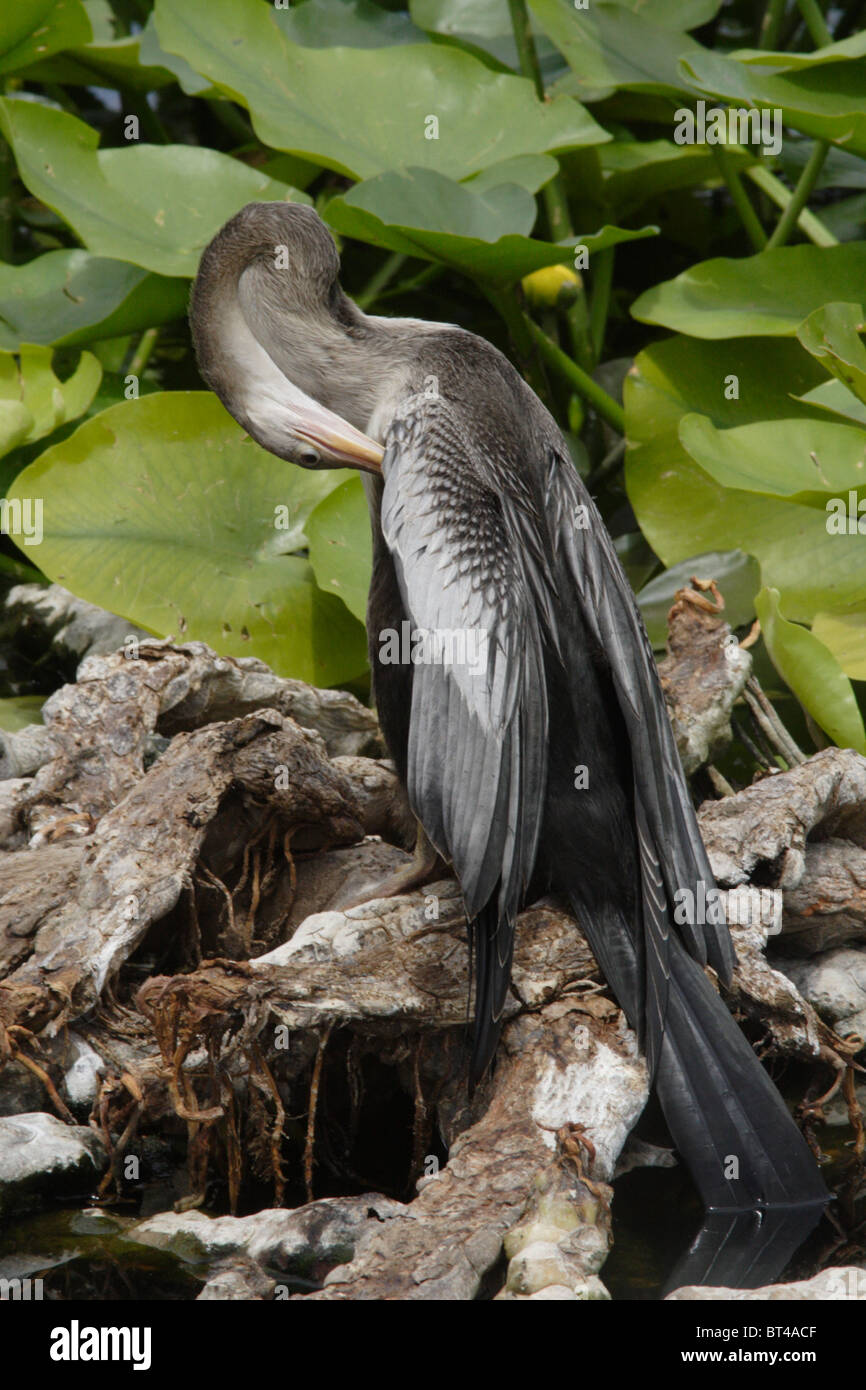 Anhinga prises dans le sud de la Floride Banque D'Images Anhinga prises dans le sud de la Floride Banque D'Images