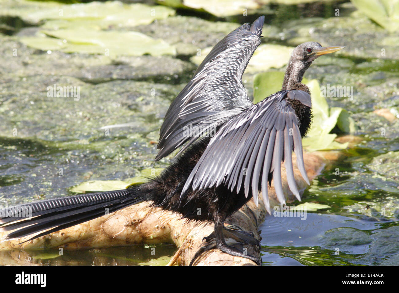 Anhinga prises dans le sud de la Floride Banque D'Images Anhinga prises dans le sud de la Floride Banque D'Images