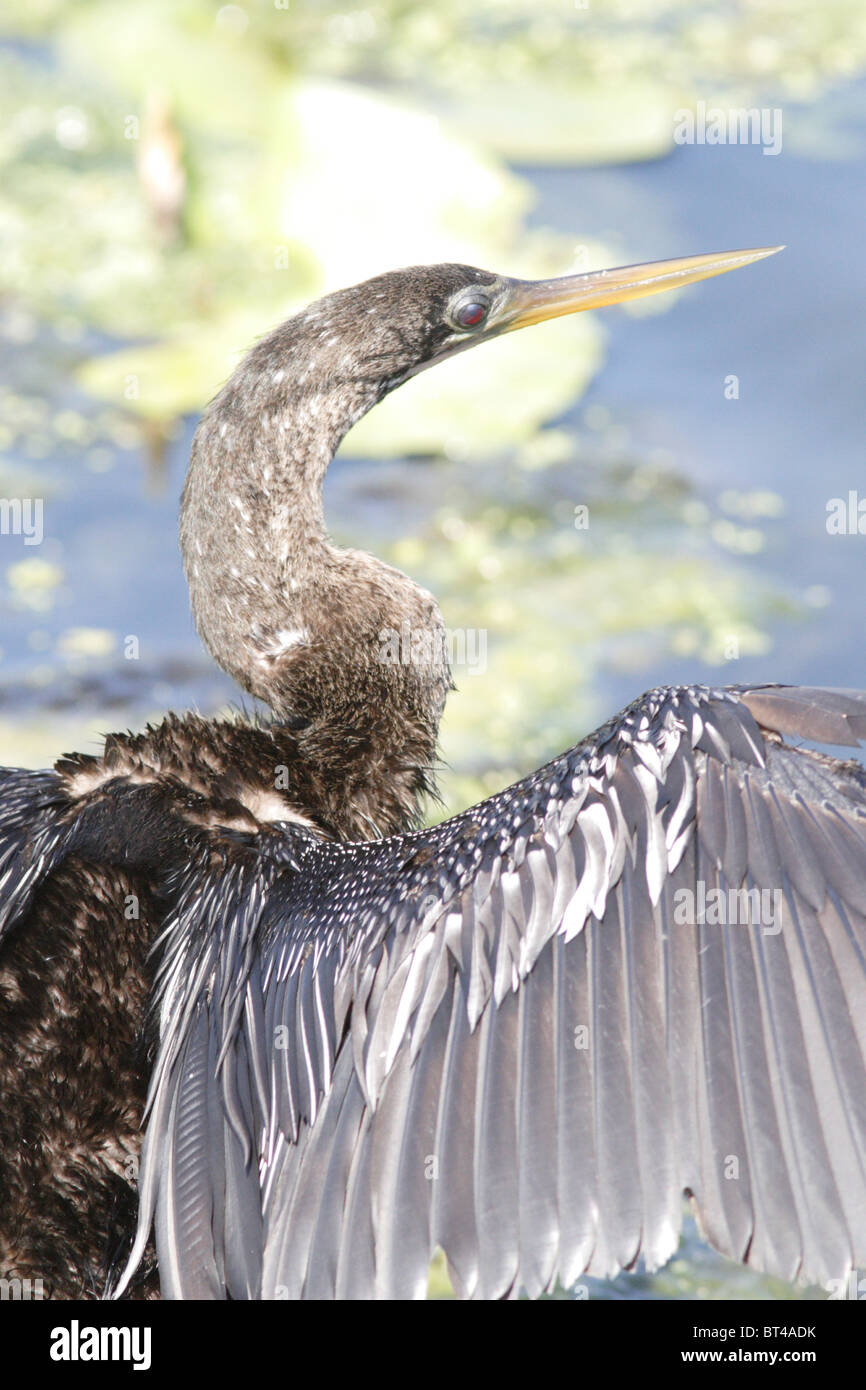 Anhinga prises dans le sud de la Floride Banque D'Images Anhinga prises dans le sud de la Floride Banque D'Images