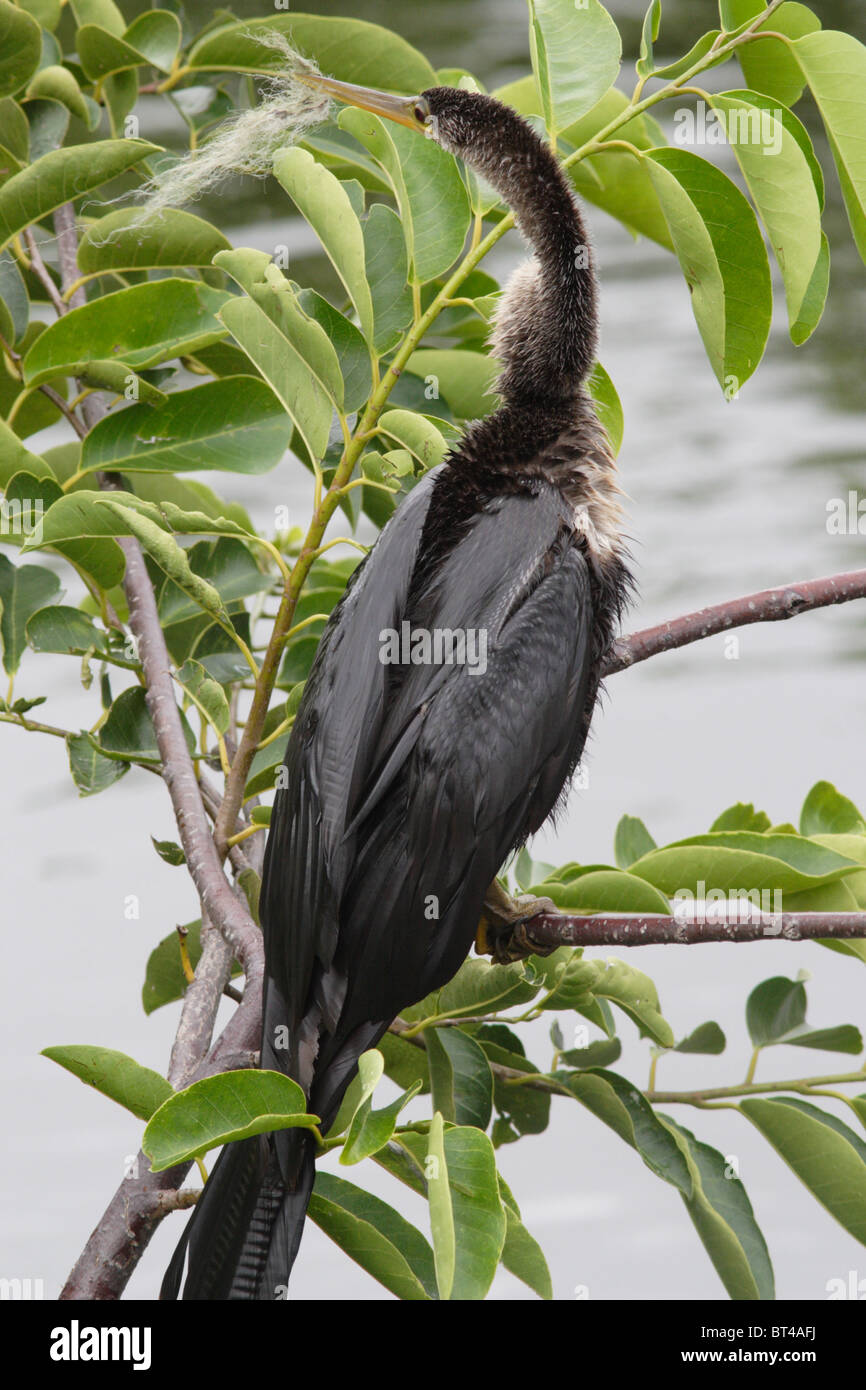 Anhinga prises dans le sud de la Floride Banque D'Images Anhinga prises dans le sud de la Floride Banque D'Images