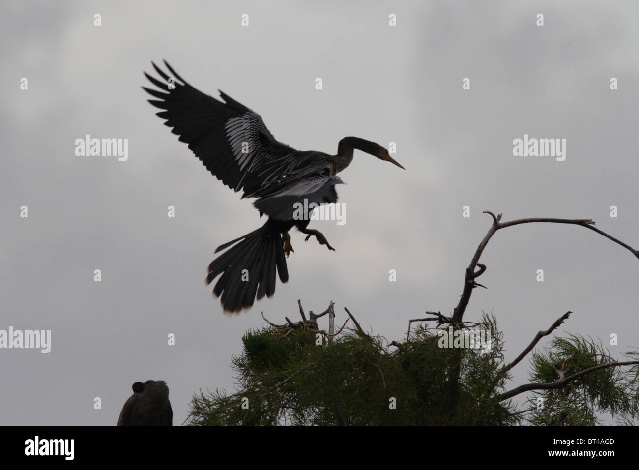 Anhinga prises dans le sud de la Floride Banque D'Images Anhinga prises dans le sud de la Floride Banque D'Images