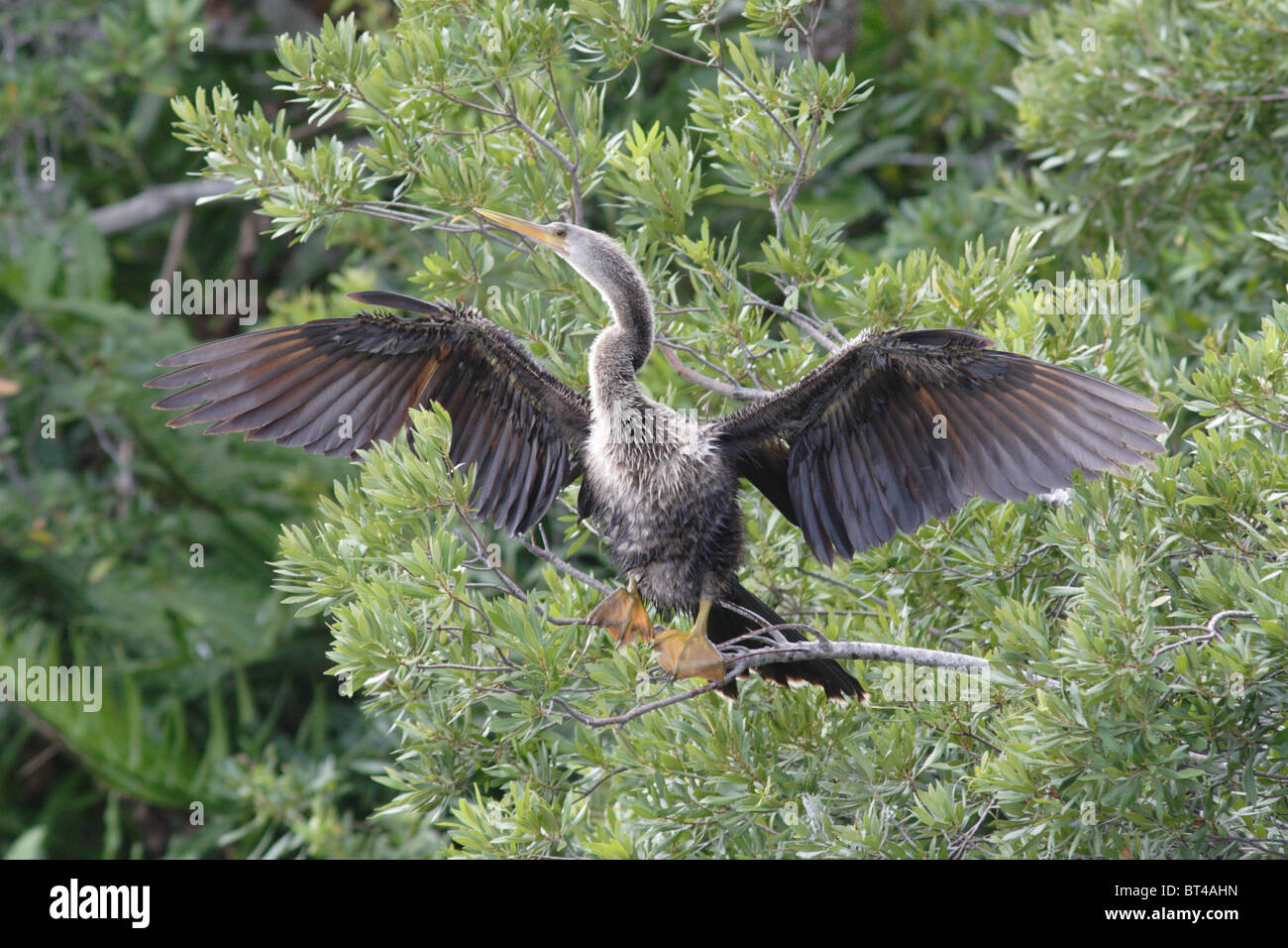 Anhinga prises dans le sud de la Floride Banque D'Images Anhinga prises dans le sud de la Floride Banque D'Images