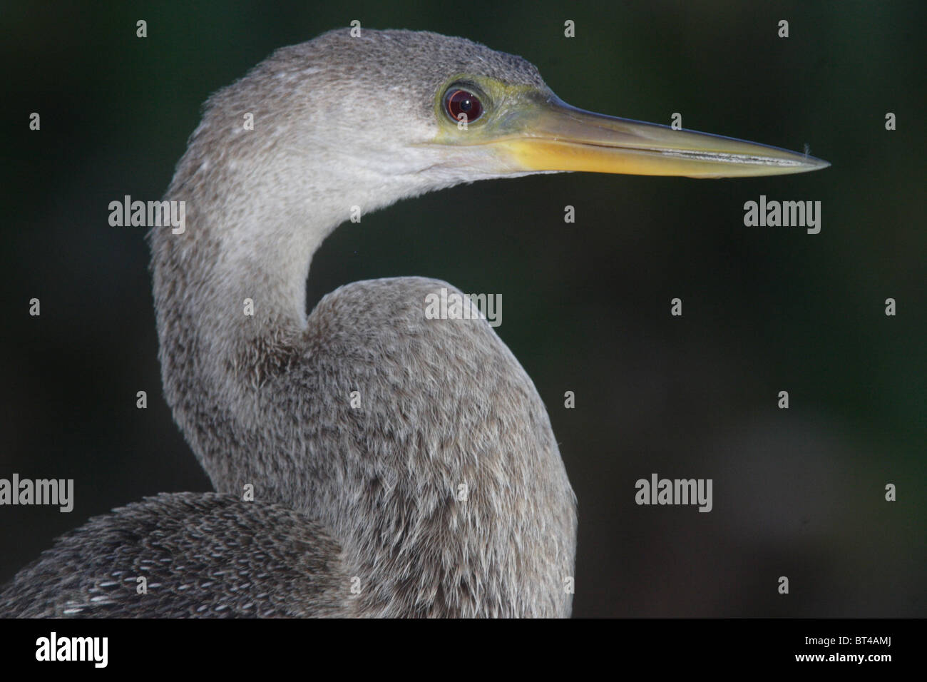 Anhinga prises dans le sud de la Floride Banque D'Images Anhinga prises dans le sud de la Floride Banque D'Images