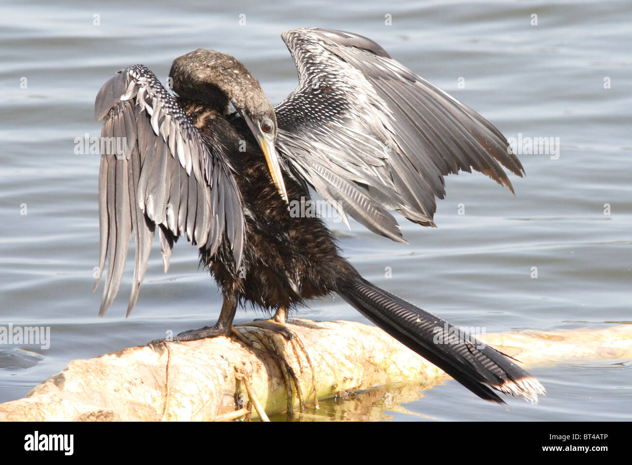 Anhinga prises dans le sud de la Floride Banque D'Images Anhinga prises dans le sud de la Floride Banque D'Images