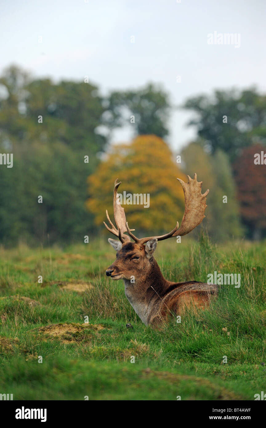 Daims Stag at Petworth Park West Sussex Octobre 2010 Banque D'Images