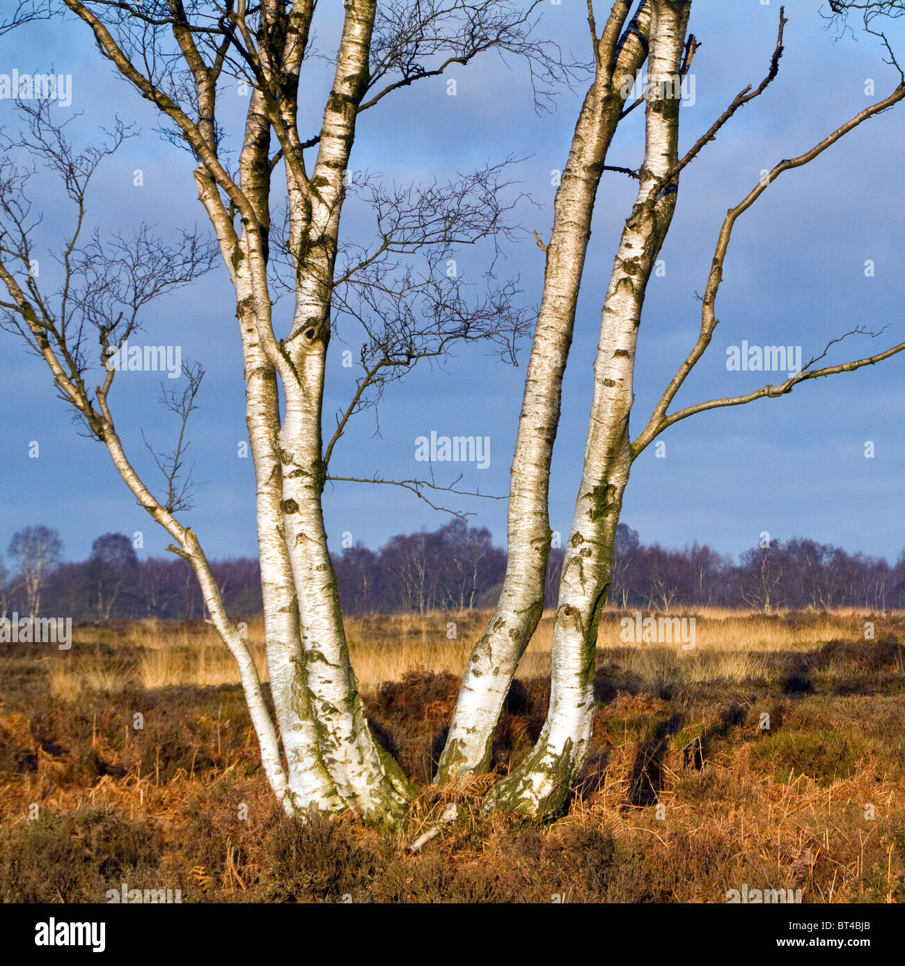 Betula verrucosa bouleau d'argent à la fin de l'hiver sur Cannock Chase Country Park (région de beauté naturelle exceptionnelle) Banque D'Images
