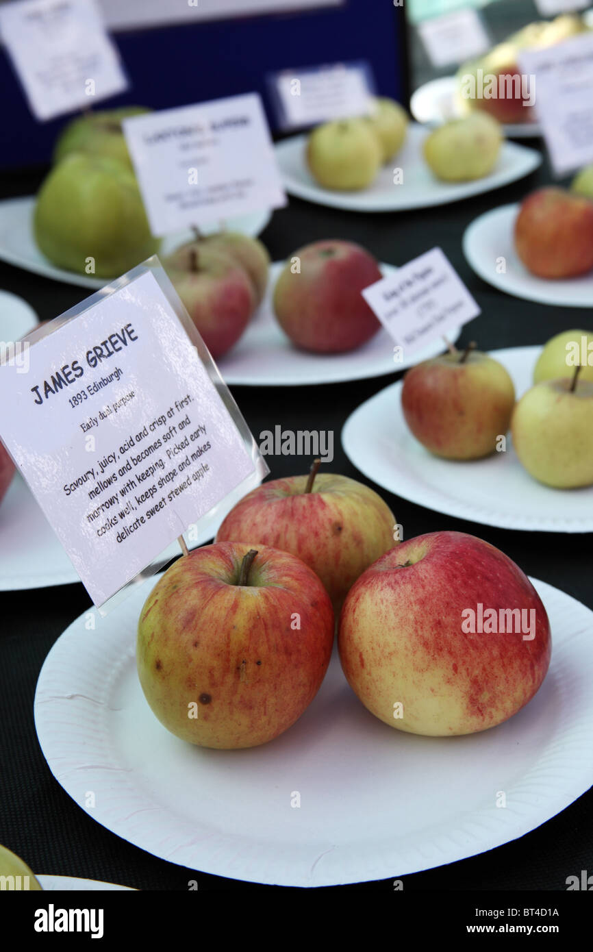 James Grieve, rare variété de pomme Banque D'Images