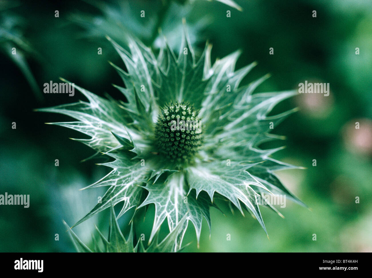 Close-up of eryngium Banque D'Images