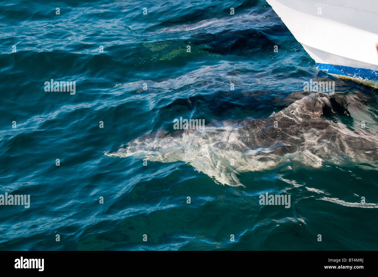 Îles Galapagos, en Équateur. Marsouin commun dans la proue de service M/V Athala. Banque D'Images