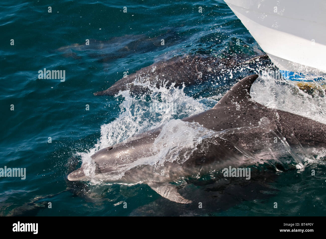 Îles Galapagos, en Équateur. Marsouin commun dans la proue de service M/V Athala. Banque D'Images