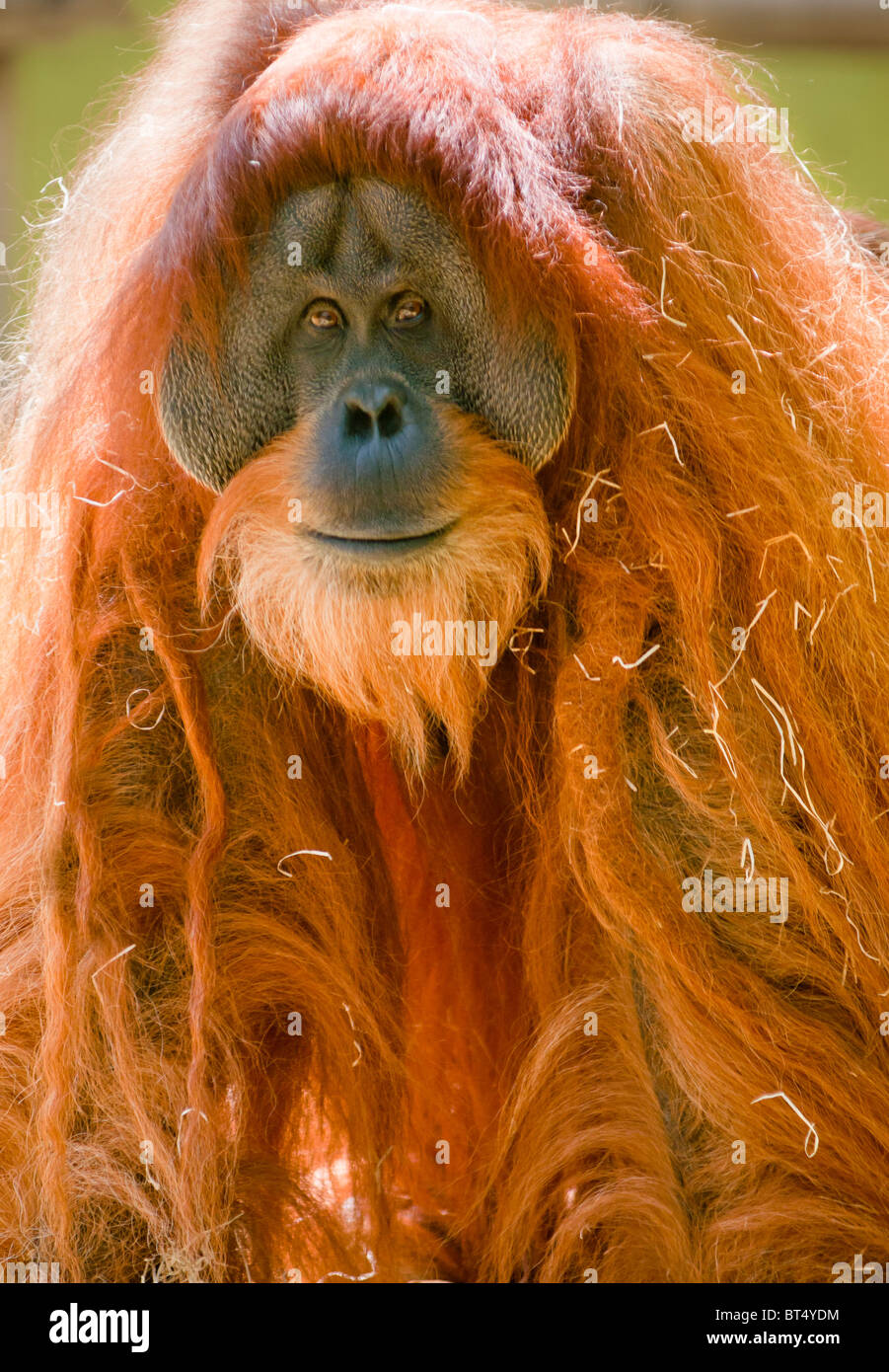L'orang-outan mâle mature Banque D'Images
