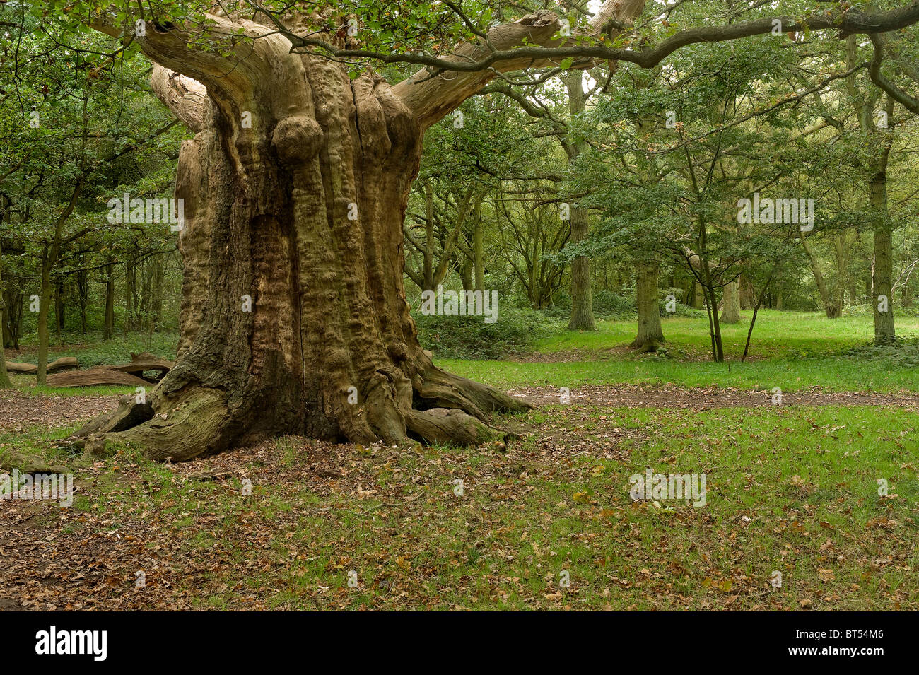 Un vieil arbre noueux de Thorndon Park dans l'Essex. Photo par Gordon 1928 Banque D'Images