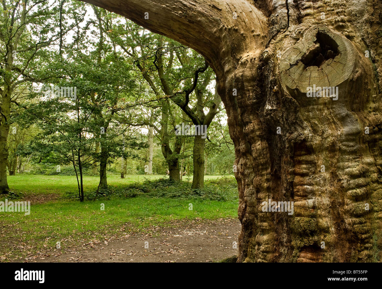 Dans AAutumn Thorndon Park dans l'Essex. Photo par Gordon 1928 Banque D'Images