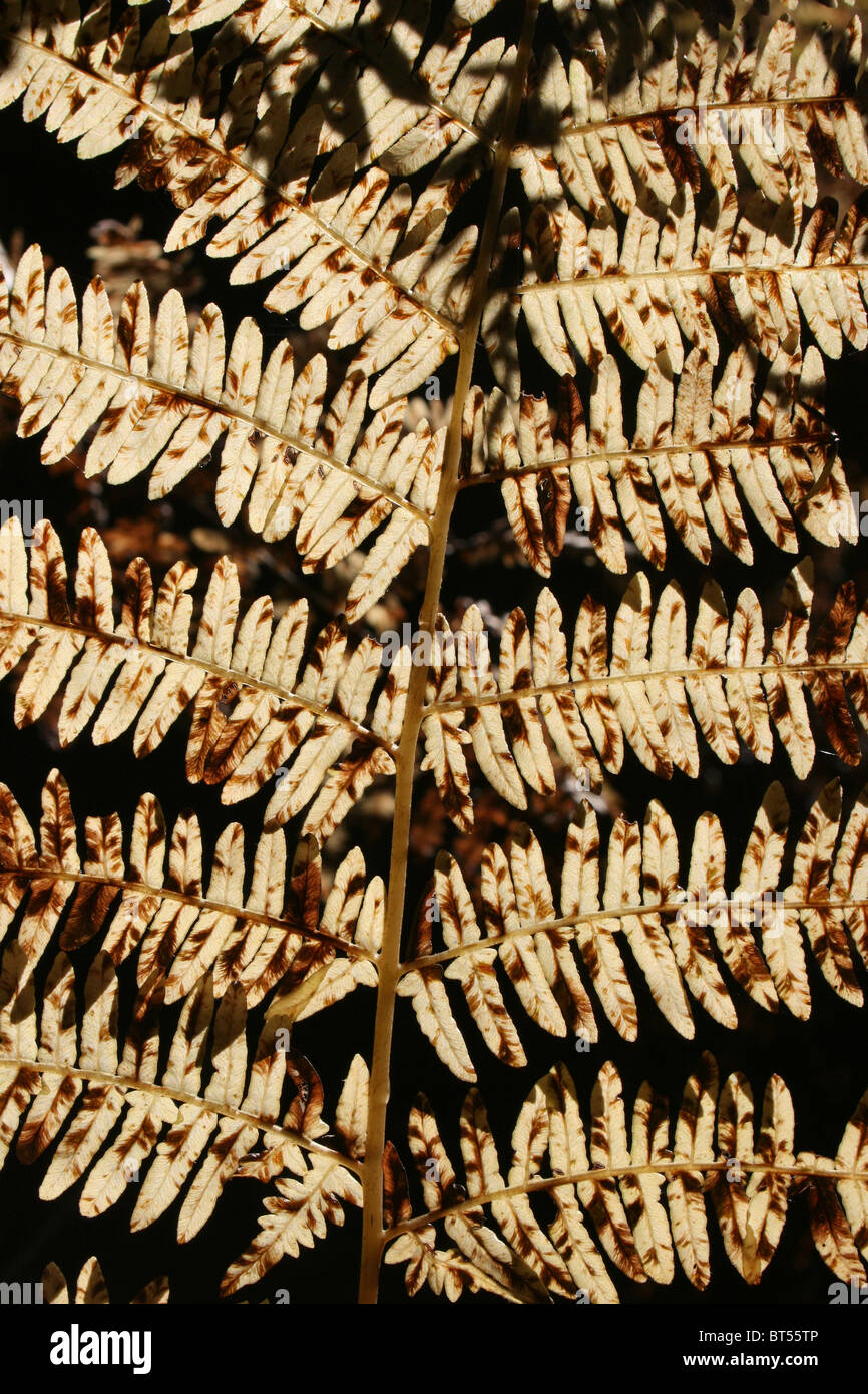 Les frondes de fougère rétroéclairé prise à Willingham Woods, Lincolnshire, Royaume-Uni Banque D'Images
