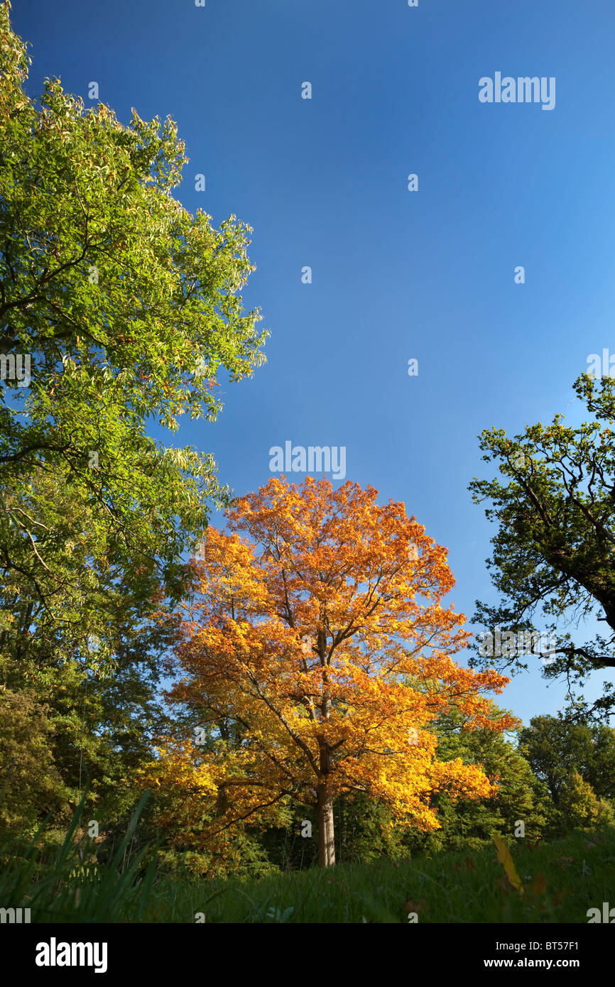 Les arbres d'automne à Windsor, Berkshire, Angleterre, Royaume-Uni. Go Banque D'Images