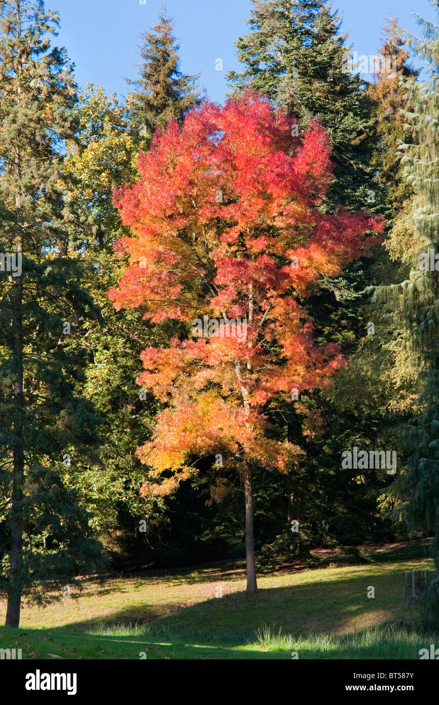 Arbre d'automne dans la région de Windsor Great Park, Angleterre, RU, FR Banque D'Images