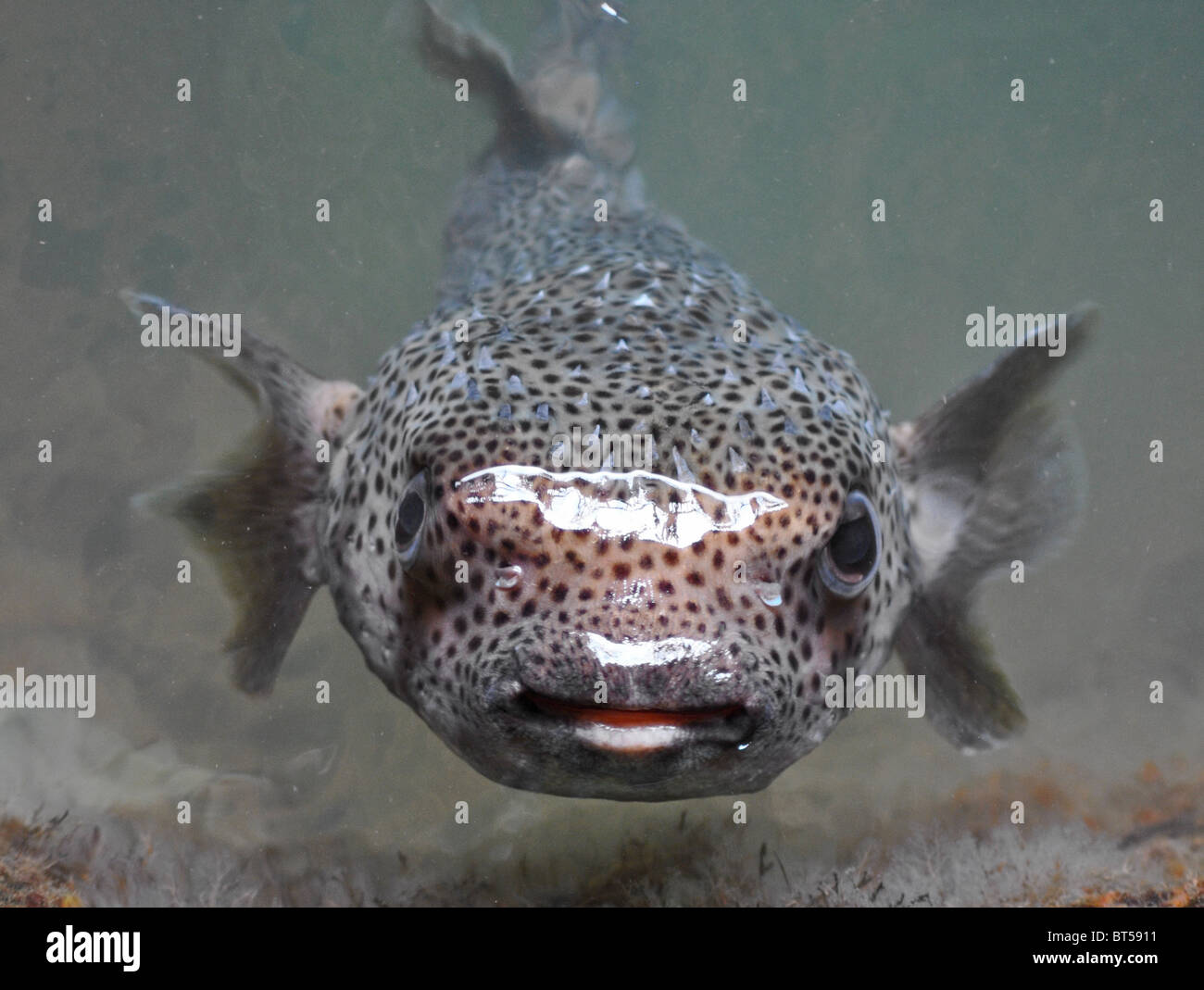 Poisson qui respire Banque de photographies et d’images à haute résolution Alamy