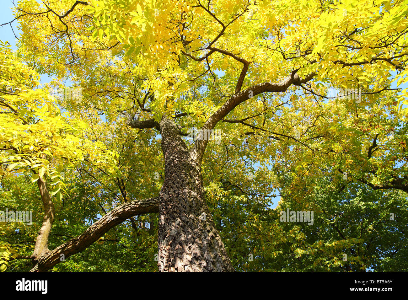 Noyer commun automne feuillage d'automne jaune feuilles Juglans regia Banque D'Images