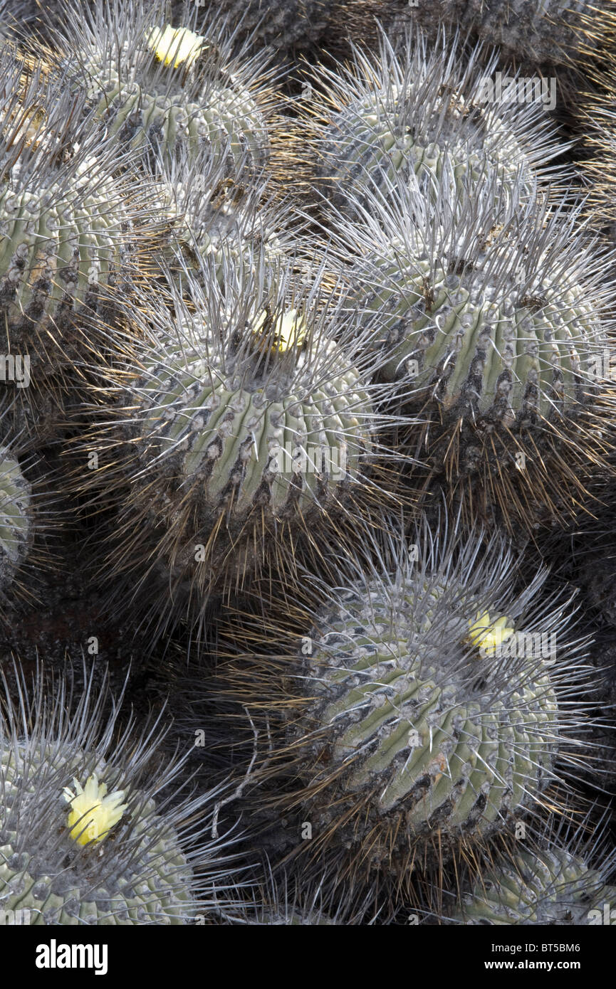 Copiapoa delabata var. carrisaliensis en fleur 'desierto florido' désert d'Atacama Chili Amérique du Sud Banque D'Images
